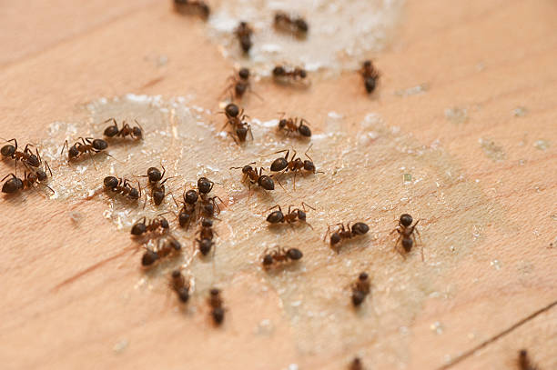 Best Residential Pest Control  in Holyoke, MA