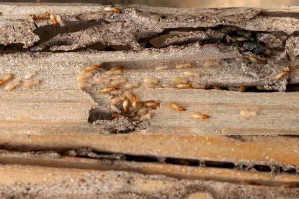 Best Local Pest Control Services  in Holyoke, MA