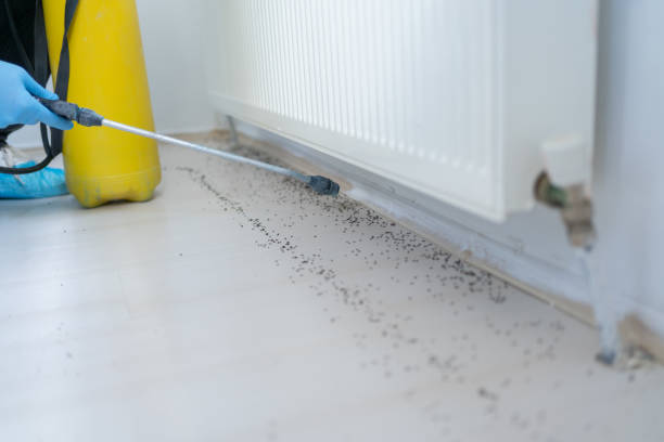 Best Pest Prevention Services  in Holyoke, MA